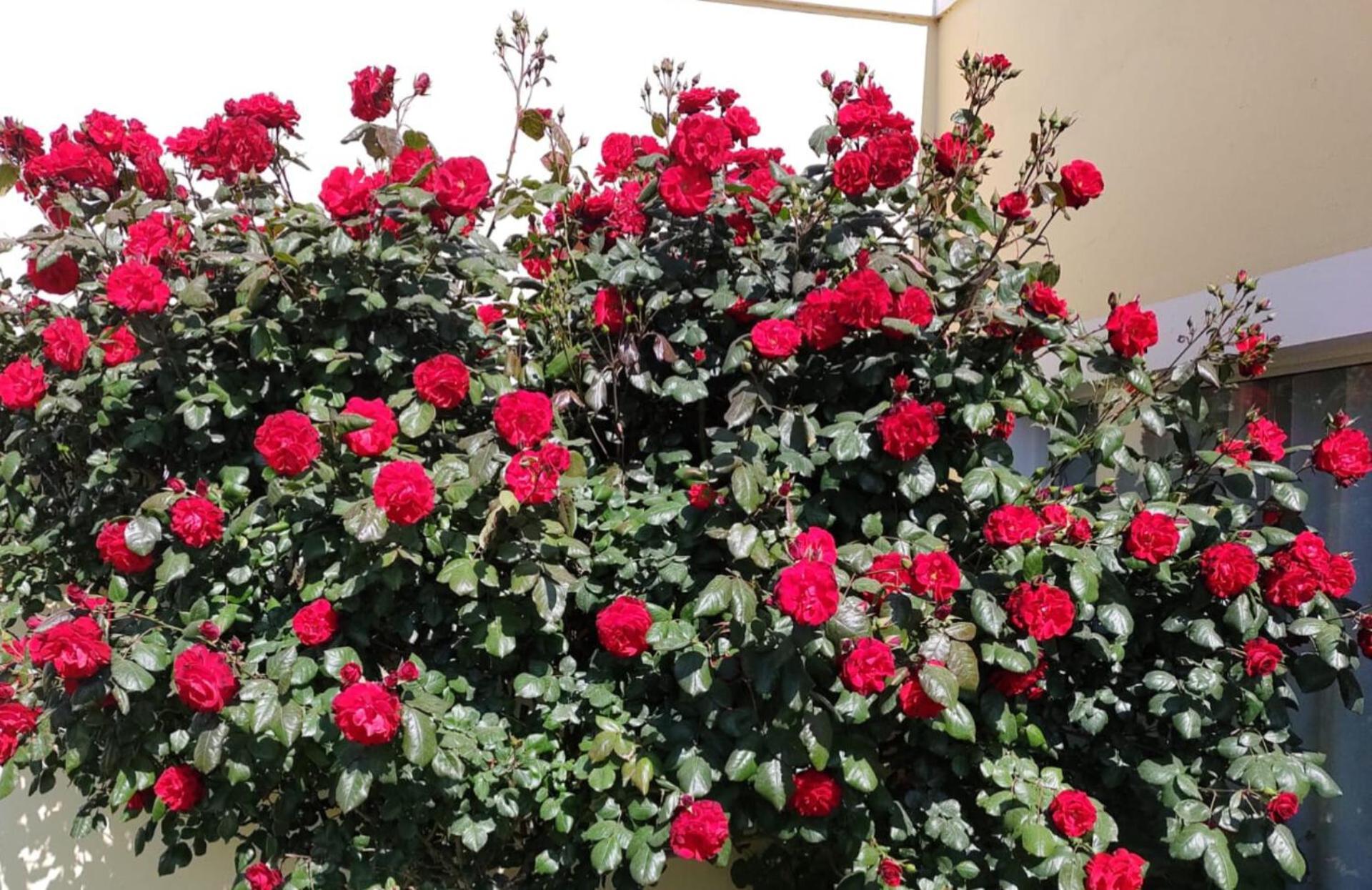 Mil Rosas 호텔 라스 그루타스 외부 사진